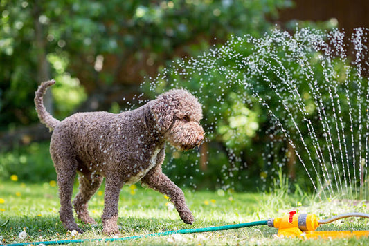 Caring for Your Dog in the Summer