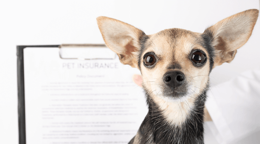 Pet Insurance: Is It Worth It? A Look at the Pros and Cons