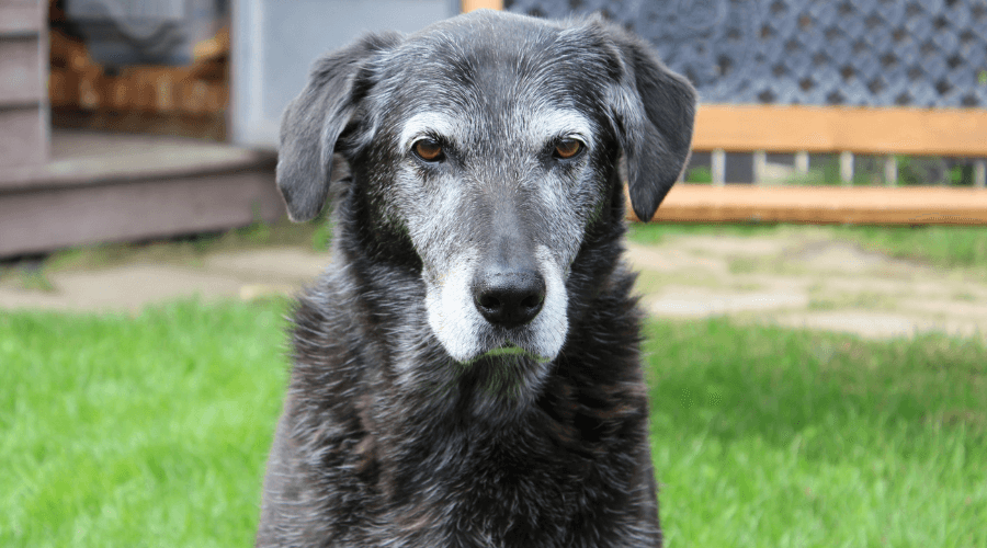 Why Do Dogs Have Such a Short Lifespan?