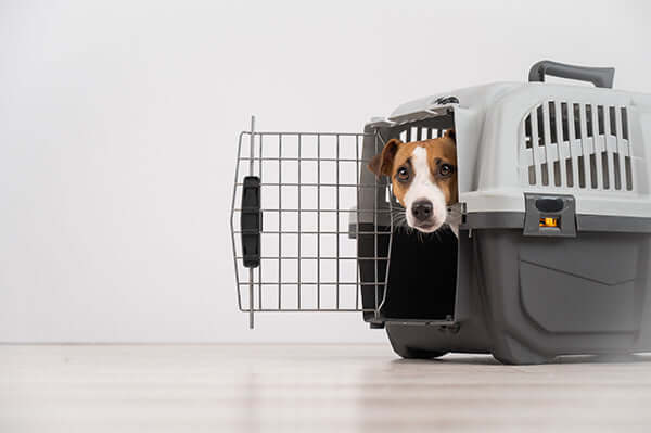 A dog inside a dog crate, illustrating the dog crate buying guide for pet owners.