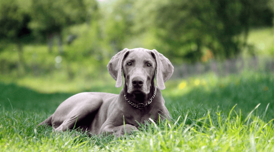 22 Dog Breeds Ranked from the Calmest to the Most Highly Strung