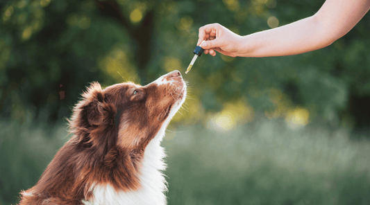 Alternative and Natural Treatments for Dogs