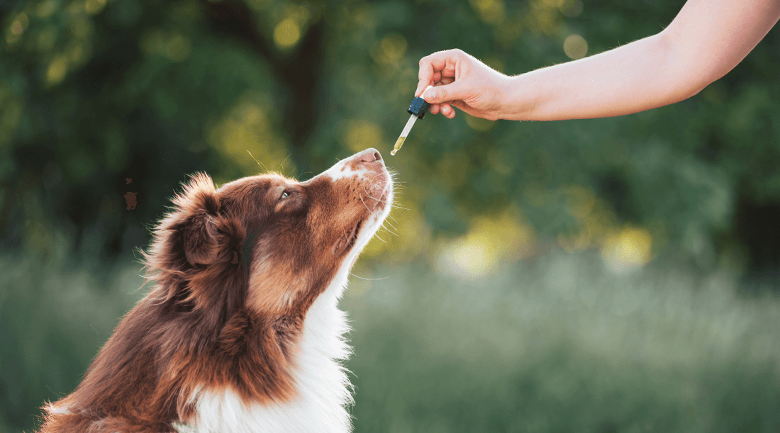 Dog receiving natural treatments for dogs from a dropper in a grassy outdoor setting.