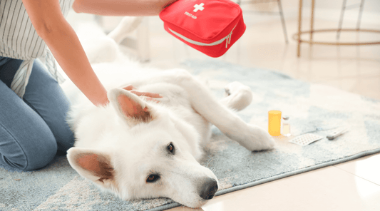 Dog CPR: A Step-by-Step Guide to Saving Your Pet’s Life in Emergencies