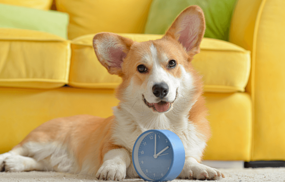 A happy corgi lying next to a blue clock, exploring whether do dogs understand time.