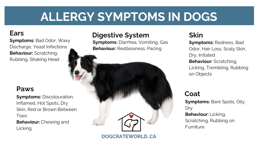 Does Your Dog Have Allergies?