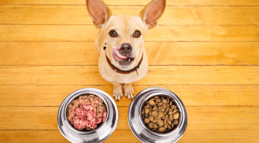 Raw Diet for Dogs - Yes or No?