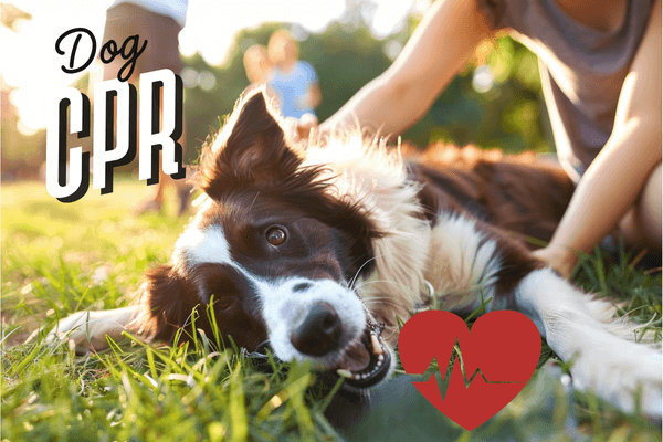 CPR for dogs guide with a happy dog in a grassy field and a heart graphic.