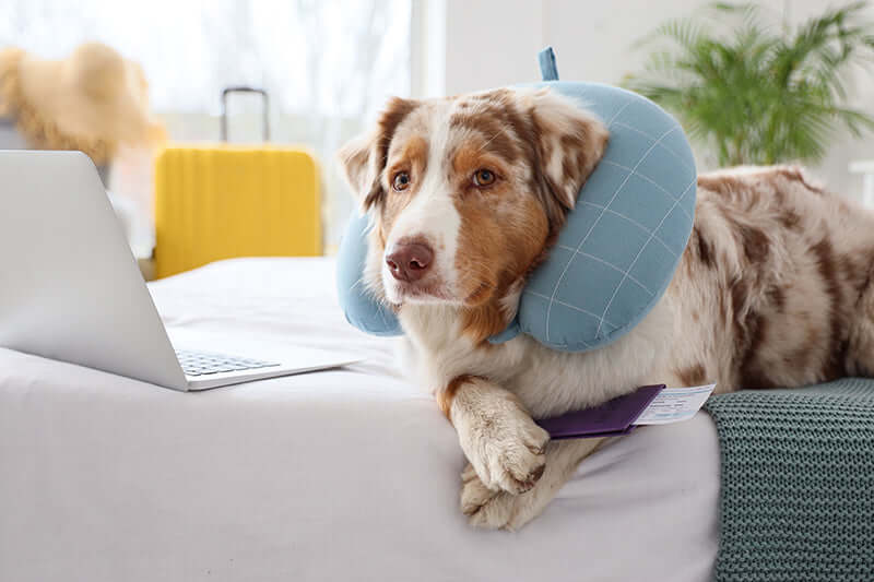 Dog with a neck pillow relaxing at home, preparing for flying with your dog.