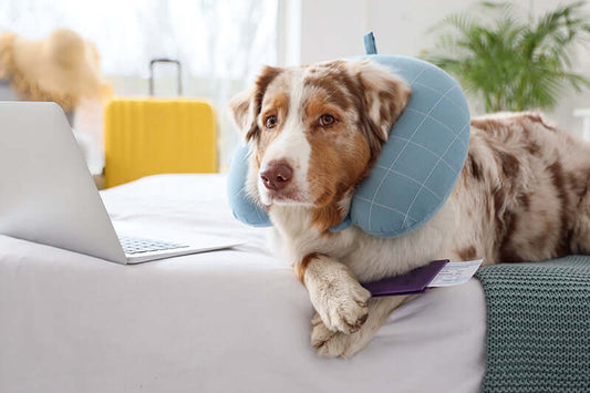 Dog with a neck pillow relaxing at home, preparing for flying with your dog.