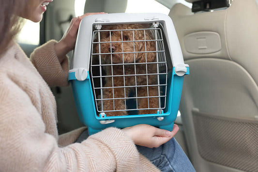 Travelling by Car and by Air With Your Dog