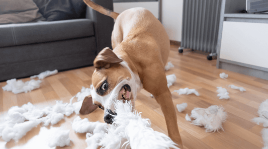 Indestructible Dog Toys: Myth or Reality?