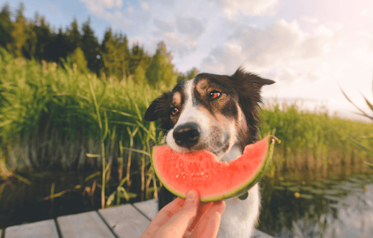 Dog enjoying a slice of watermelon, highlighting fruits and vegetables safe for dogs.