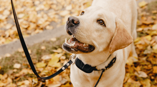 Shock Collar Training for Dogs: Is It Right for Your Pet?