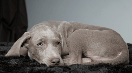 A worried dog lying down, showcasing signs of discomfort related to dog bloat symptoms and treatment.