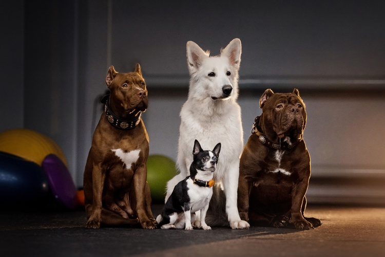 historical recognition of dog breeds featuring a white dog and three other breeds in a gym setting.