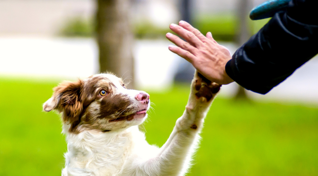 A Brief History of Dogs: How They Became Man’s Best Friend