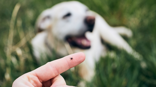 Do Dogs Get Lyme Disease?