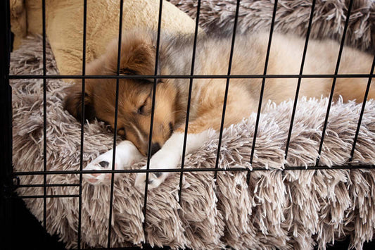 Measuring and Choosing the Right Crate for Your Dog