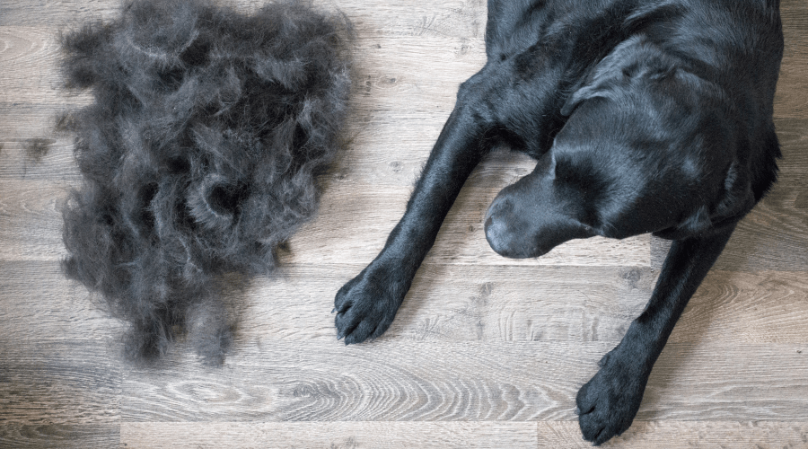 Top 10 Shedders: Which Dogs Shed the Most and Why?