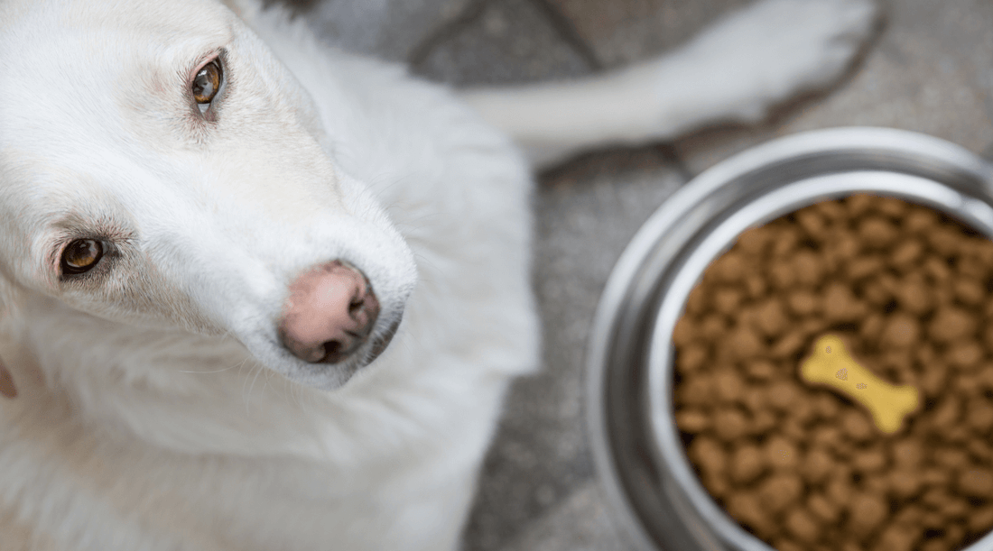 Grain Free Dog Diets—Are They Right For Your Dog?