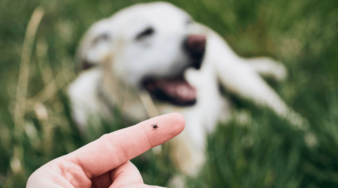 A close-up of a tick on a finger with a dog in the background, highlighting the concern of dogs and Lyme disease.