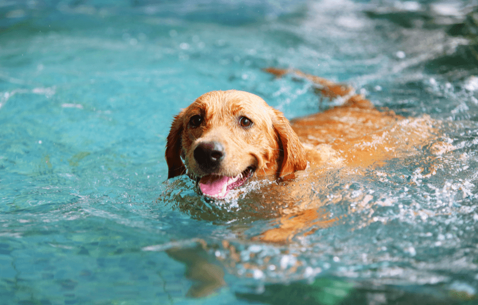 A happy golden retriever swimming in a pool, showcasing the joys of teaching dogs to swim.