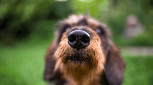 The Science of Sniffing: Why Dogs Love to Explore with Their Noses