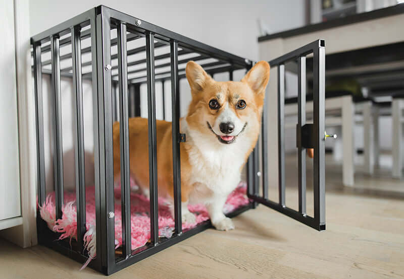 Corgi dog happily exiting a stylish crate, emphasizing the benefits of crate training for dogs.