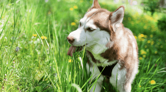 Why Do Dogs Eat Grass?