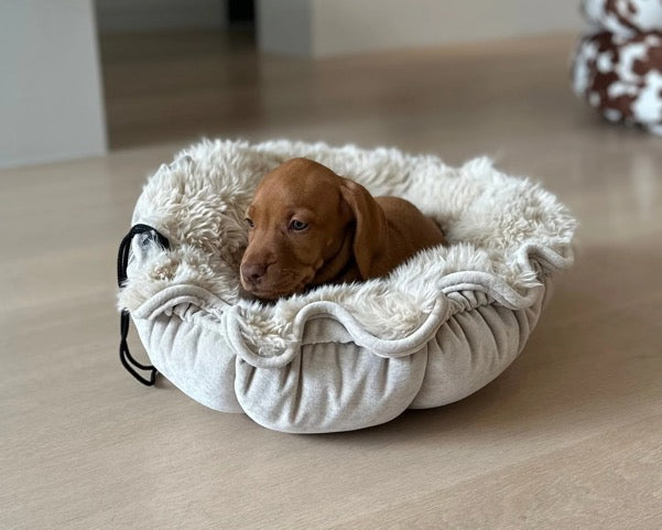 Buttercup Cat and Small Dog Bed