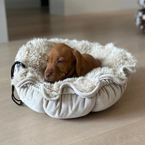 Buttercup Cat and Small Dog Bed