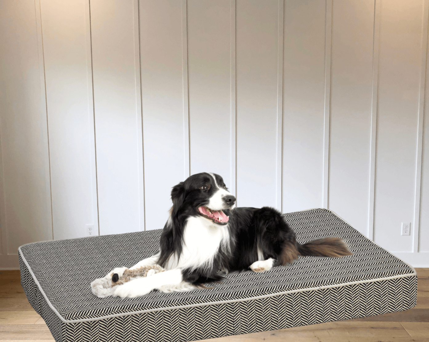 Isotonic Memory Foam Dog Bed