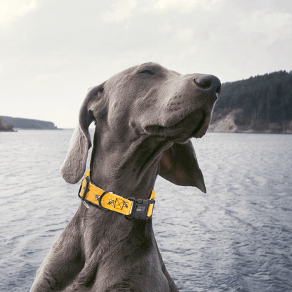 Dogline Biothane Collar™