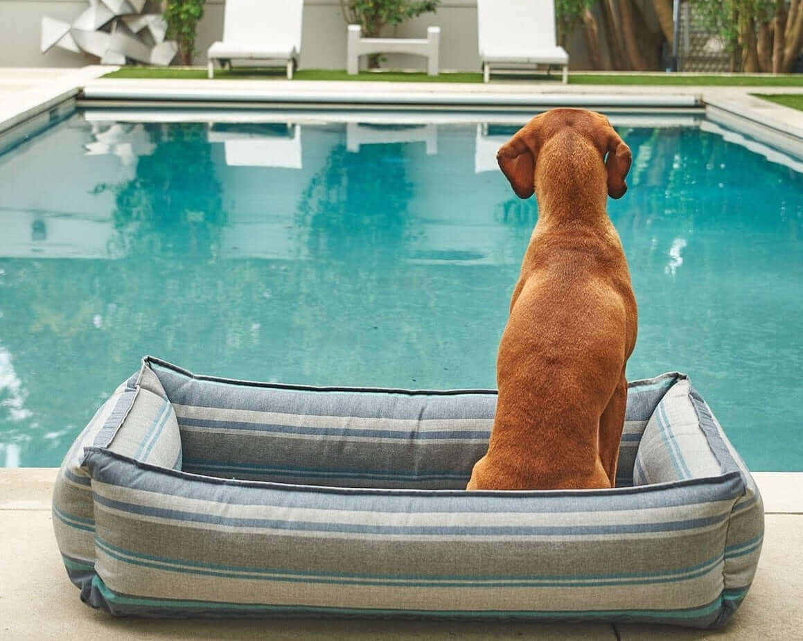 Outdoor Urban Dog Lounger